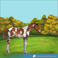 Horse Color:White Spotted Chestnut Tobiano Rabicano 