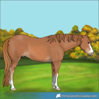 Horse Color:Chestnut 
