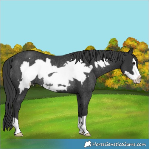 Horse Color:Black Frame Rabicano 