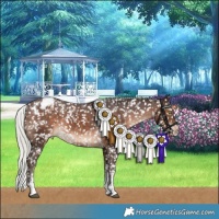Horse Color:White Spotted Silver Brown Sabino Appaloosa Rabicano