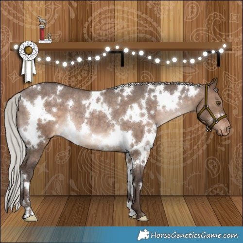 Horse Color:White Spotted Silver Brown Dun Appaloosa Rabicano