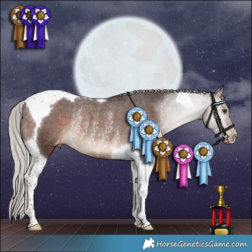 Horse Color:Silver Brown Tobiano Appaloosa Rabicano 