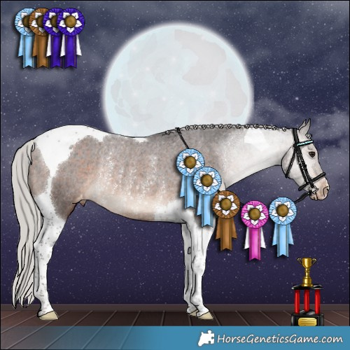 Horse Color:Silver Brown Tobiano Appaloosa Rabicano 