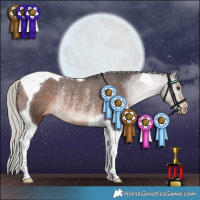Horse Color:Silver Brown Tobiano Appaloosa Rabicano