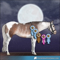 Horse Color:Silver Brown Tobiano Appaloosa Rabicano