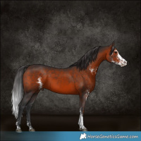 Horse Color:Brown Sabino Rabicano
