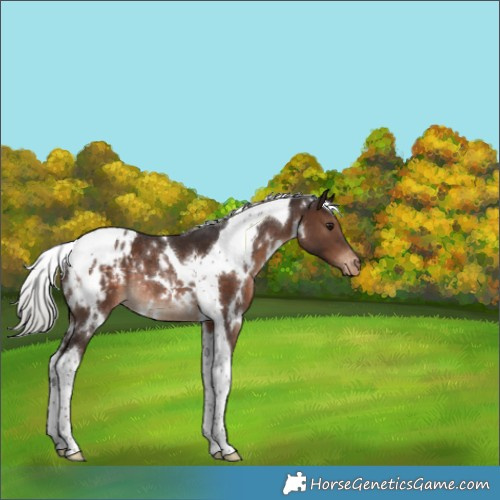 Horse Color:White Spotted Silver Brown Tobiano Appaloosa Rabicano
