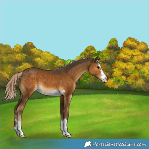 Horse Color:Chocolate Palomino 