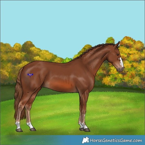 Horse Color:Chestnut 