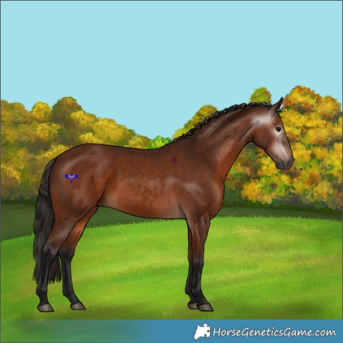 Horse Color:Gray Bay 