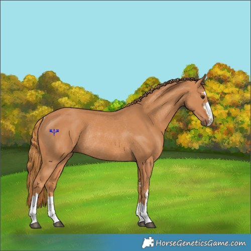 Horse Color:Chestnut Rabicano 