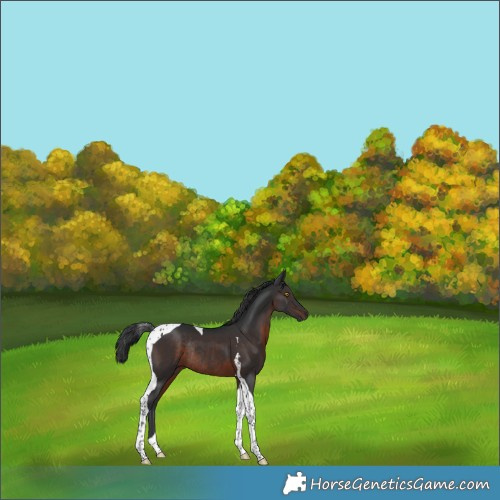 Horse Color:Brown Tobiano Rabicano 