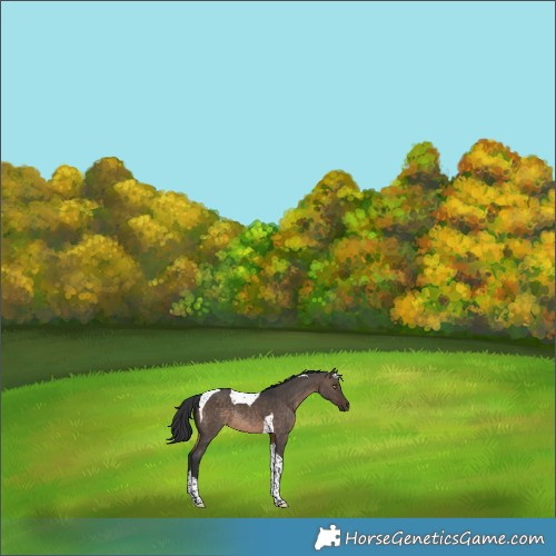 Horse Color:Brown Dun Tobiano Rabicano 