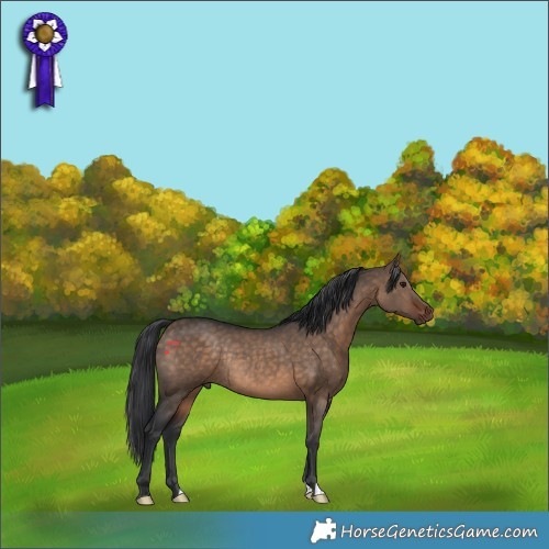 Horse Color:Brown Dun Rabicano 