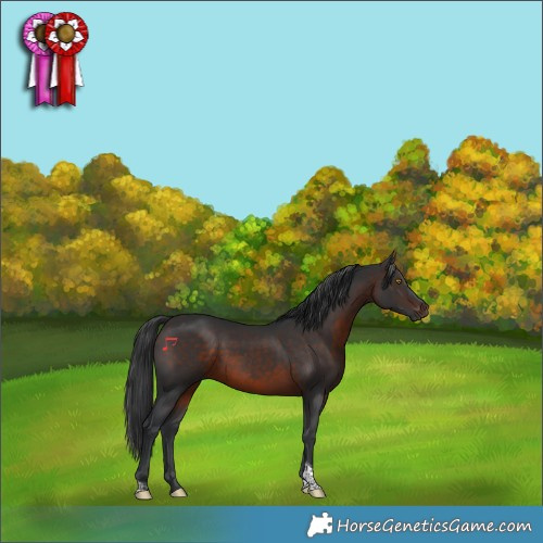 Horse Color:Brown Tobiano 