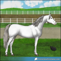 Horse Color:Liver Red Dun Mushroom Appaloosa Brindle 