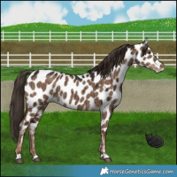 Horse Color:Liver Red Dun Near Leopard Brindle 