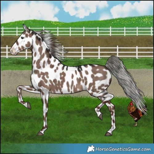 Horse Color:Liver Red Dun Mushroom Appaloosa 