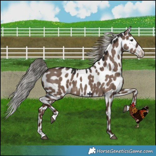 Horse Color:Liver Red Dun Mushroom Appaloosa 