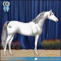 Horse Color:Liver Chestnut Sabino Appaloosa 