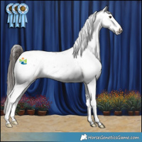 Horse Color:Liver Chestnut Sabino Appaloosa 
