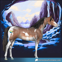 Horse Color:Bay Sabino Tobiano 