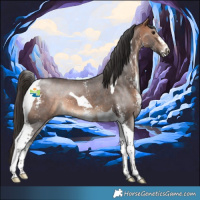 Horse Color:Bay Sabino Tobiano 