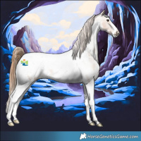 Horse Color:Chestnut Sabino Tobiano Appaloosa 