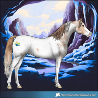 Horse Color:Chestnut Sabino Tobiano Appaloosa 