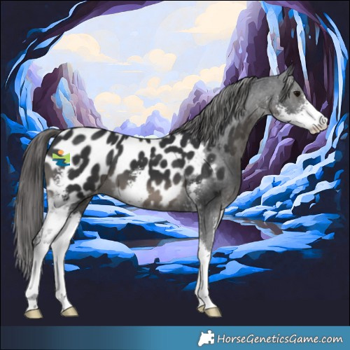 Horse Color:Black Sabino Appaloosa 