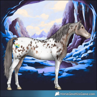 Horse Color:Brown Tobiano Near Leopard