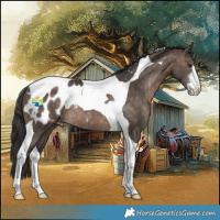Horse Color:Brown Dun Sabino Tobiano Appaloosa Rabicano