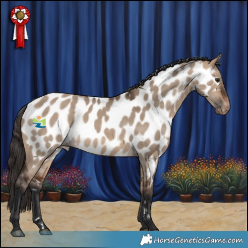 Horse Color:Bay Dun Appaloosa Rabicano 