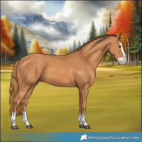 Horse Color:Chestnut Splash 