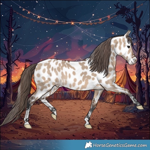 Horse Color:Brown Dun Sabino Appaloosa 
