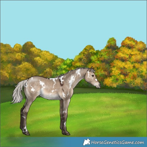 Horse Color:White Spotted Silver Brown Dun 