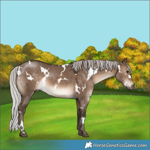 Horse Color:White Spotted Silver Brown Dun 