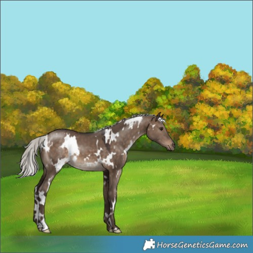 Horse Color:White Spotted Silver Brown Dun 