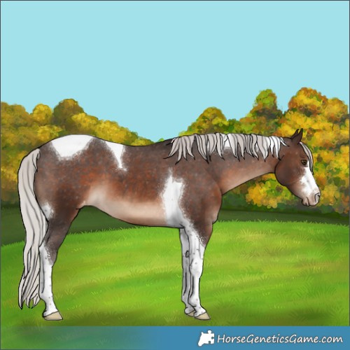 Horse Color:Silver Brown Tobiano Appaloosa 