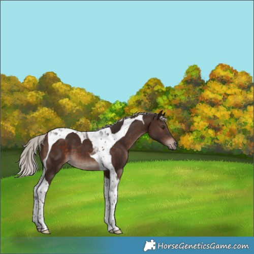 Horse Color:Silver Brown Tobiano 
