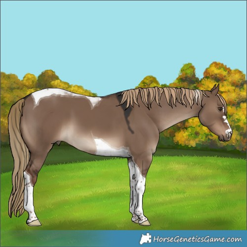 Horse Color:Liver Red Dun Tobiano 