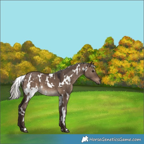 Horse Color:White Spotted Silver Brown Dun 