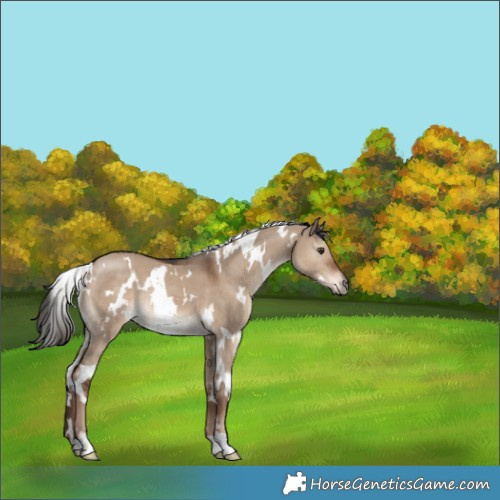 Horse Color:White Spotted Liver Red Dun 