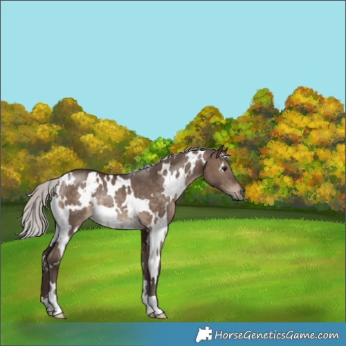 Horse Color:White Spotted Silver Brown Dun Rabicano 