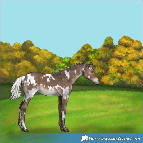 Horse Color:White Spotted Silver Brown Dun 