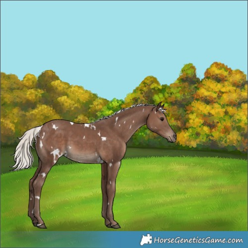 Horse Color:White Spotted Silver Black 