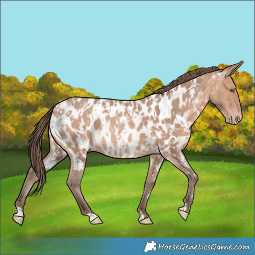 Horse Color:Amber Champagne Appaloosa  and Amber Champagne Appaloosa Rabicano 