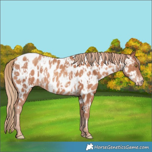Horse Color:Gold Champagne Appaloosa  and Gold Champagne Appaloosa 