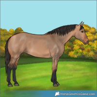 Horse Color:Bay Dun