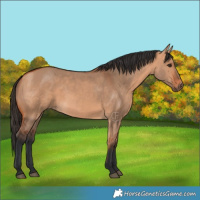 Horse Color:Bay Dun 